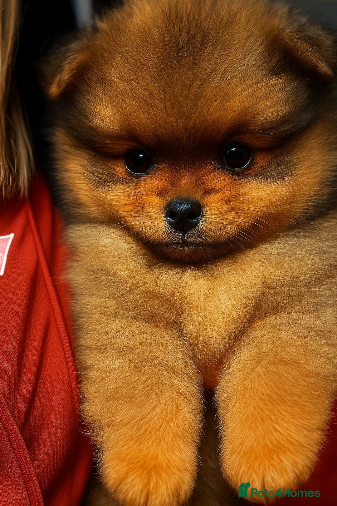 Pomeranian dogs for sale: Adorable Pomeranian Puppies – Orange Sable - Image 1