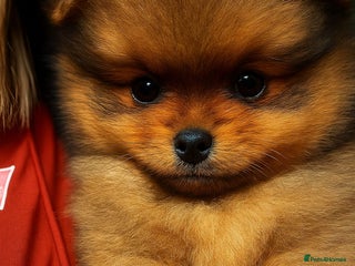 Pomeranian dogs Adorable Pomeranian Puppies – Orange Sable - Advert 11