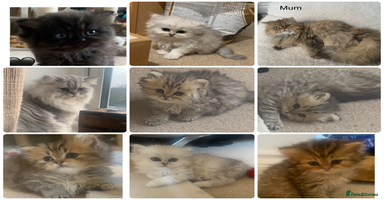 Persian cats - Advert 7