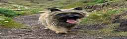 Cairn Terrier dogs for stud: Proven KC Registered Show Dog for Stud in Guildford - Advert 1