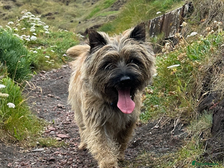 Cairn Terrier dogs in Guildford - Advert 2