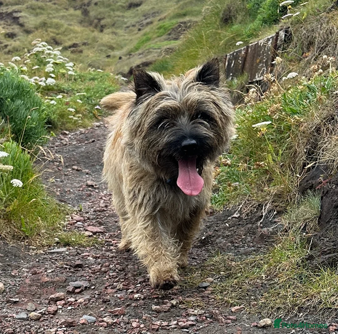 Cairn Terrier dogs for stud: Proven KC Registered Show Dog for Stud - Advert 1