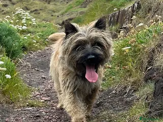 Cairn Terrier dogs Proven KC Registered Show Dog for Stud in Guildford - Advert 3