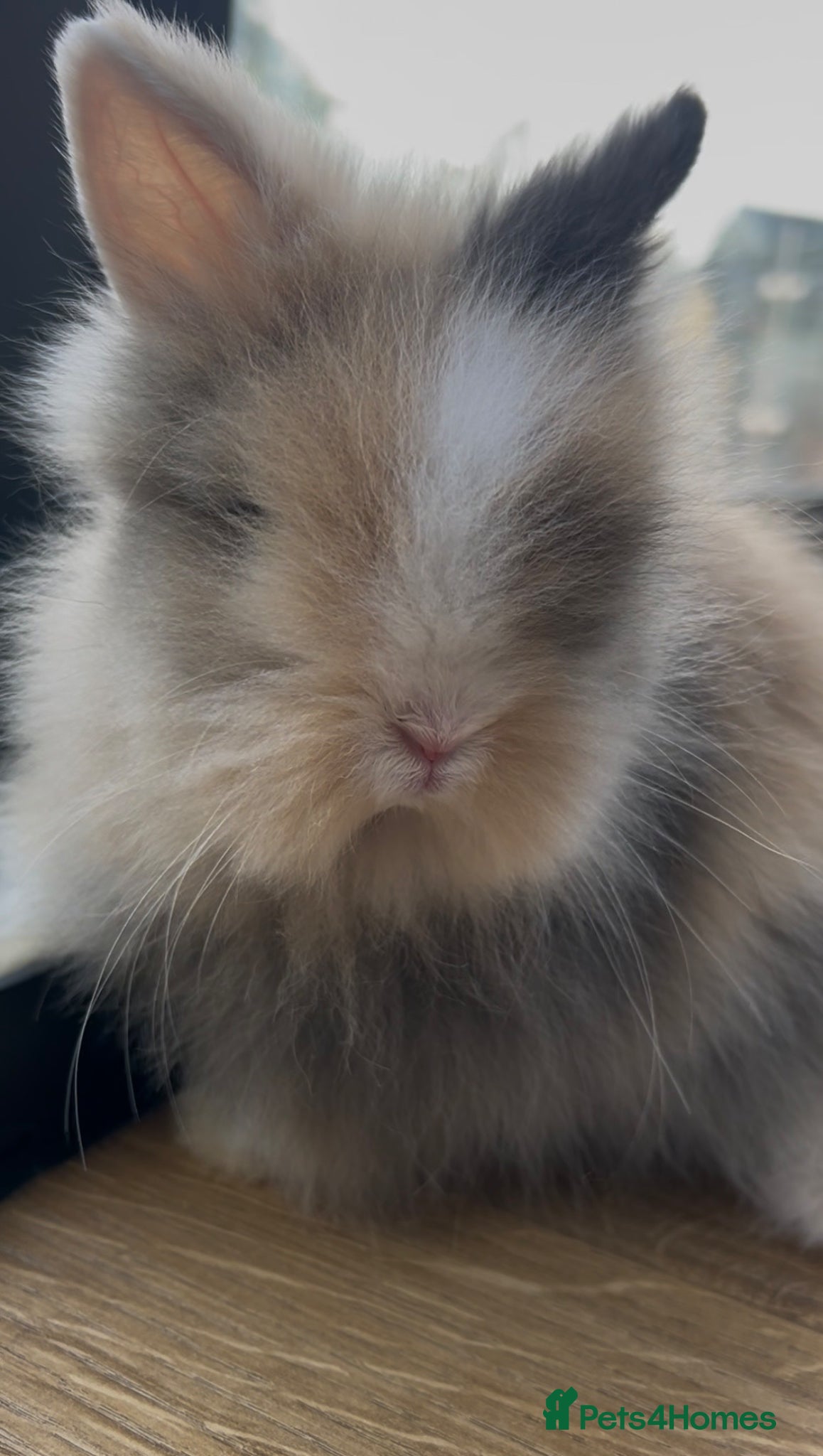 Lionhead rabbits *Last Boy RTL 14/05*Double-maned Lionhead Bunnies  - Advert 11