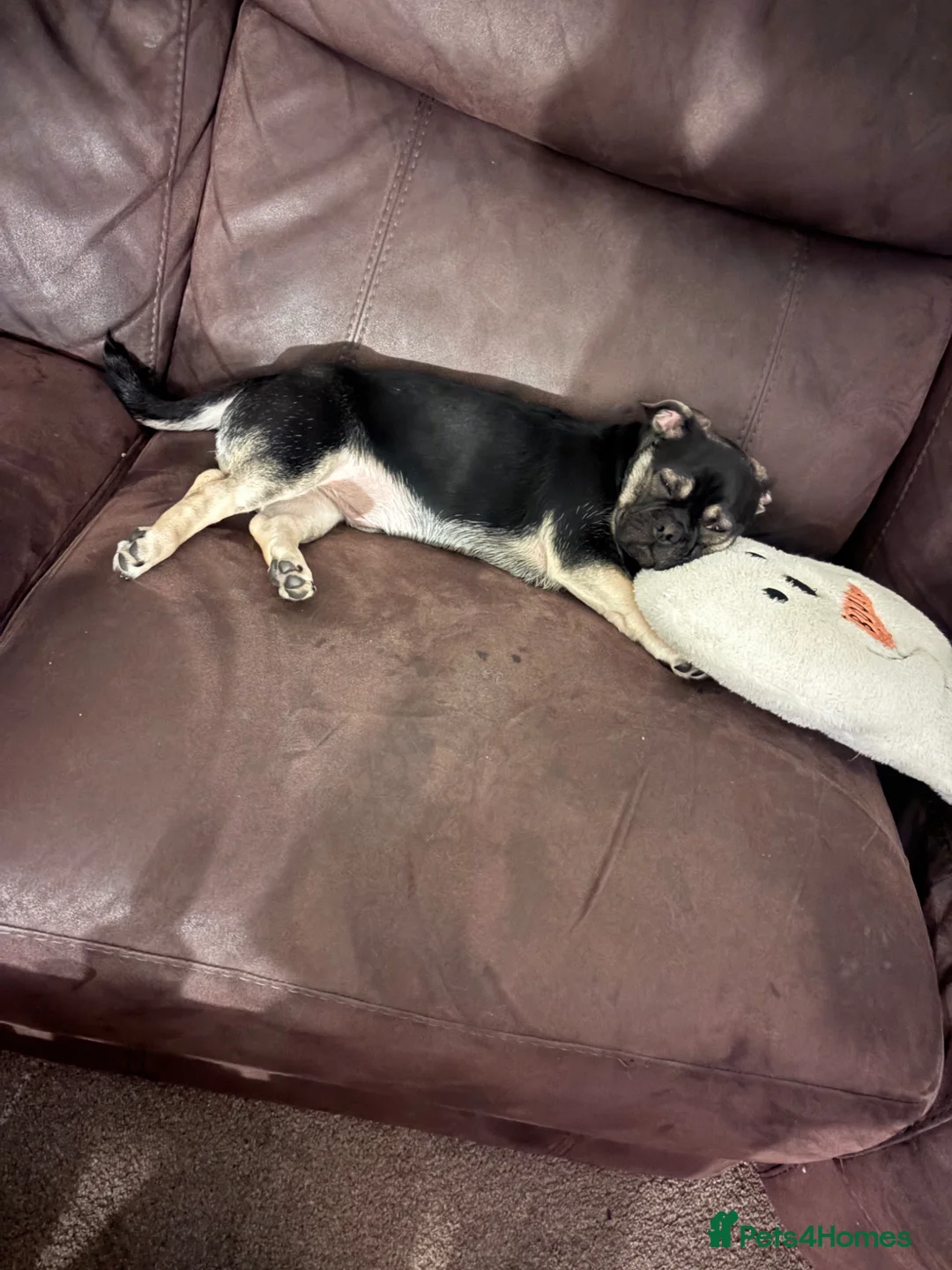 Mixed Breed dogs for sale: 6month old Max looking for a loving new home - Advert 2