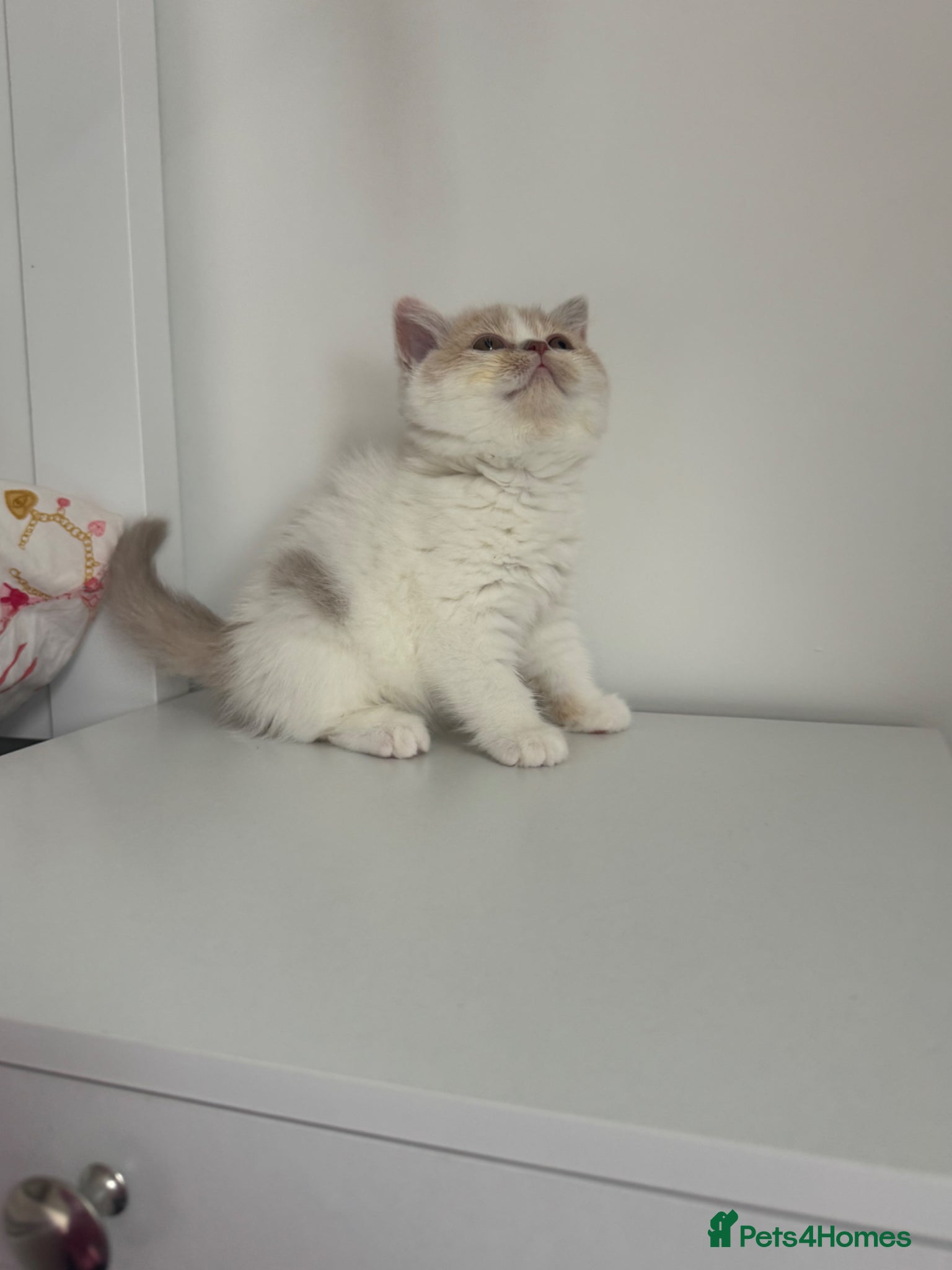 British Shorthair cats for sale: Tica reg Supreme Grand Ch and CH female kittens  - Advert 12
