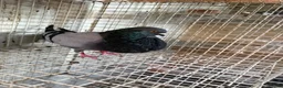 Pigeons birds for sale: Pouters & Croppers pigeons  - Advert 5