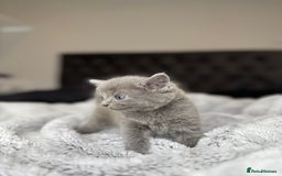 British Shorthair cats for sale: Our beautiful cute shorthair blue kittens - Image 20