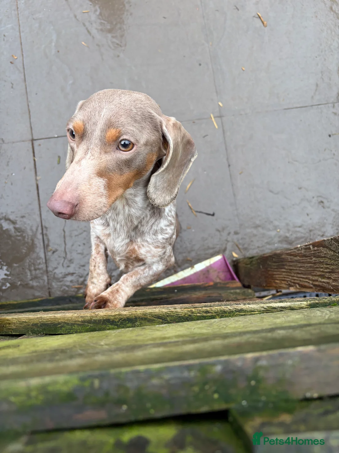 Miniature Dachshund dogs for sale: Isabella piebald  - Advert 3