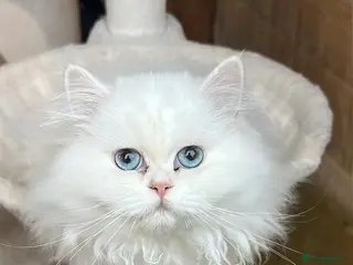British Longhair cats Snow White British Longhair | Blue-Eyed Boy - Advert 3