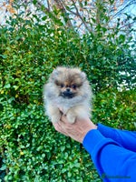 Pomeranian dogs Mini Boy🐻Teddy Bear Face🏆Champion Lines - Advert 7