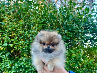 Pomeranian dogs Mini Boy🐻Teddy Bear Face🏆Champion Lines - Advert 5