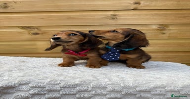 Dachshund dogs - Advert 9
