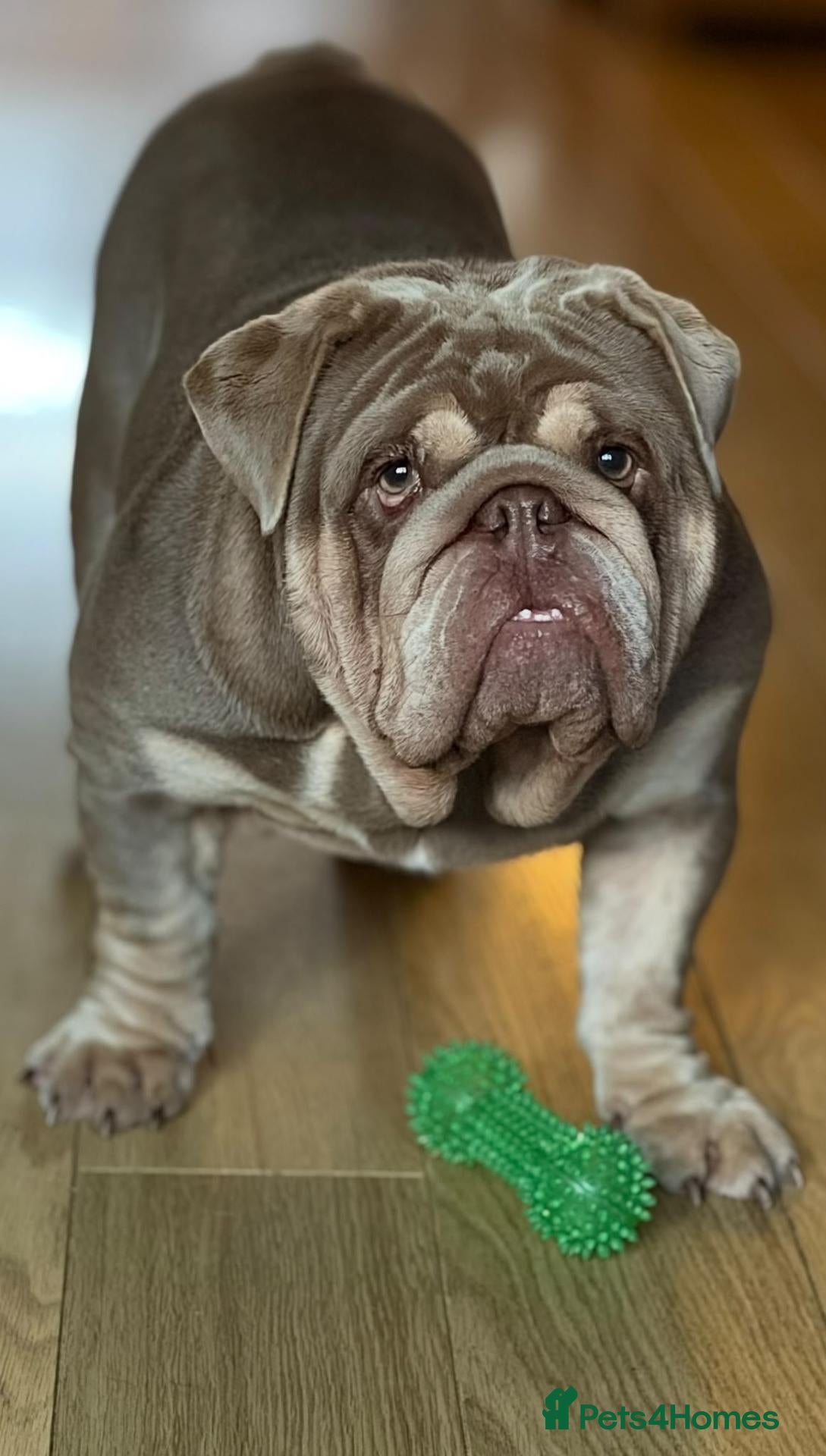 English Bulldog dogs for sale: British Bulldog Lilac & Tan Male in Great Yarmouth - Advert 4