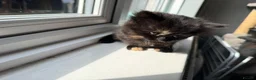 Mixed Breed cats for sale: 2 beautiful kittens for sale  - Advert 16