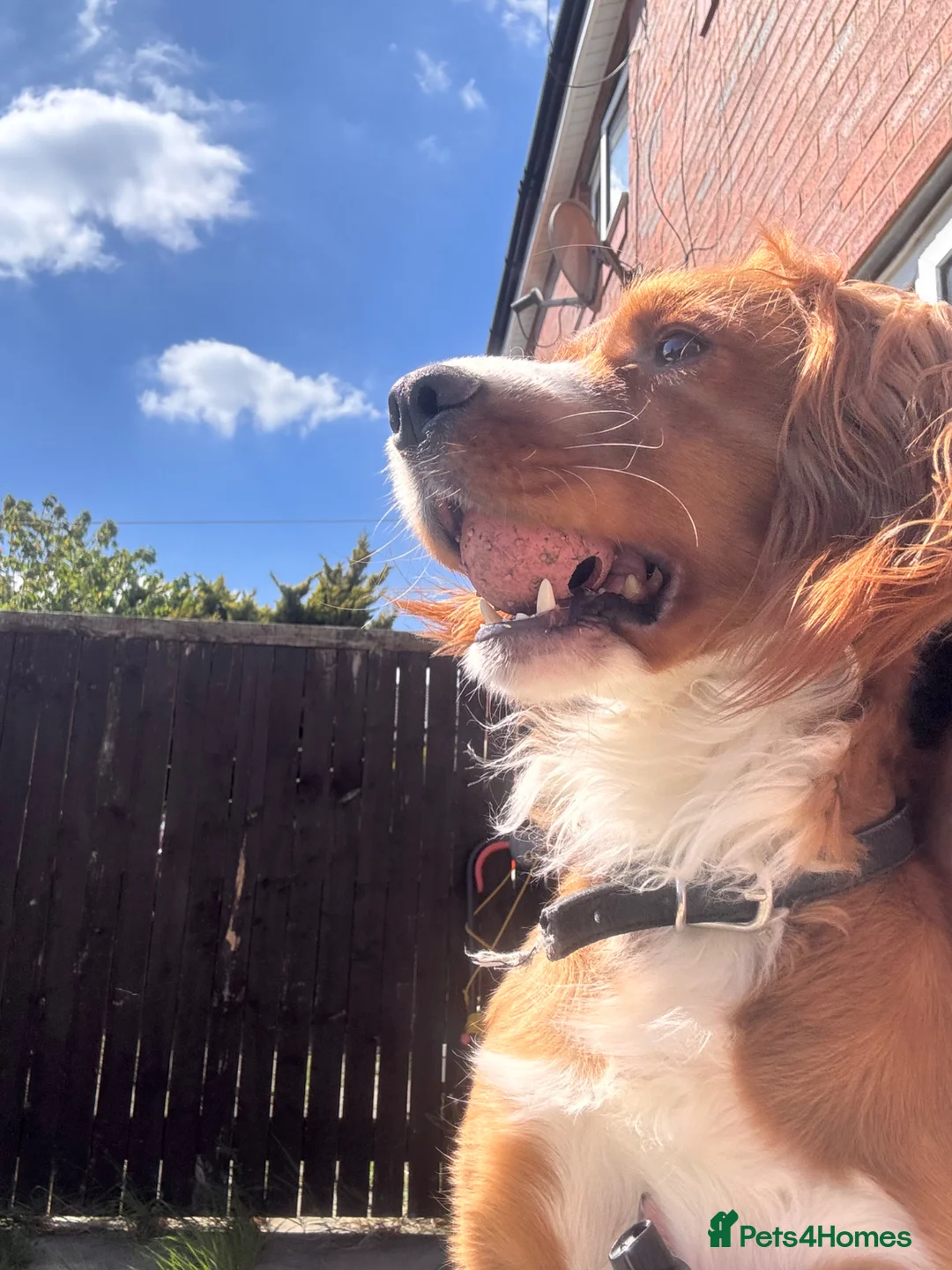 Cocker Spaniel dogs for sale: 2 year old male Cocker Spaniel - Advert 4