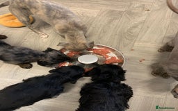 Doxiepoo dogs for sale: doxipoo puppies READY NOW - Image 19