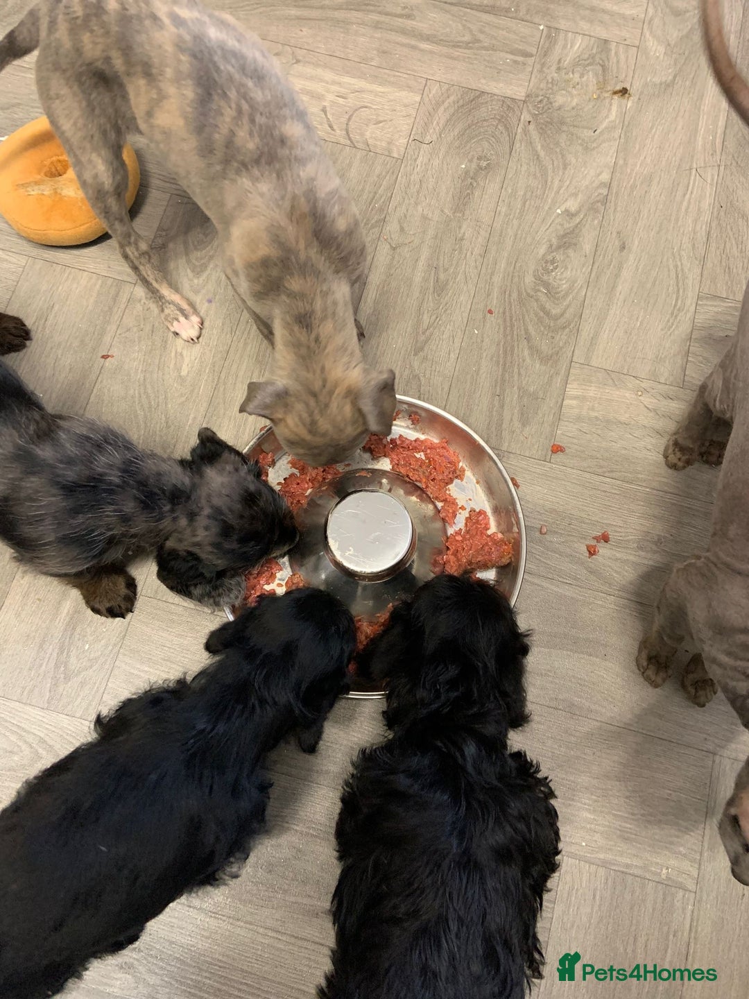 Doxiepoo dogs for sale: doxipoo puppies READY NOW - Image 19