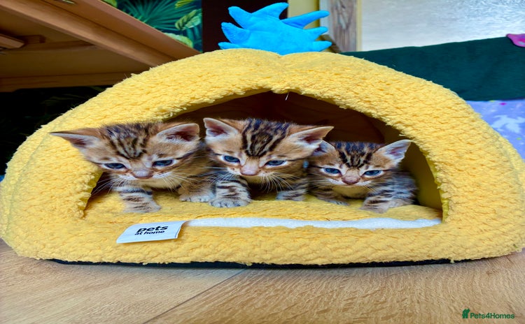 Bengal cats - Advert 4