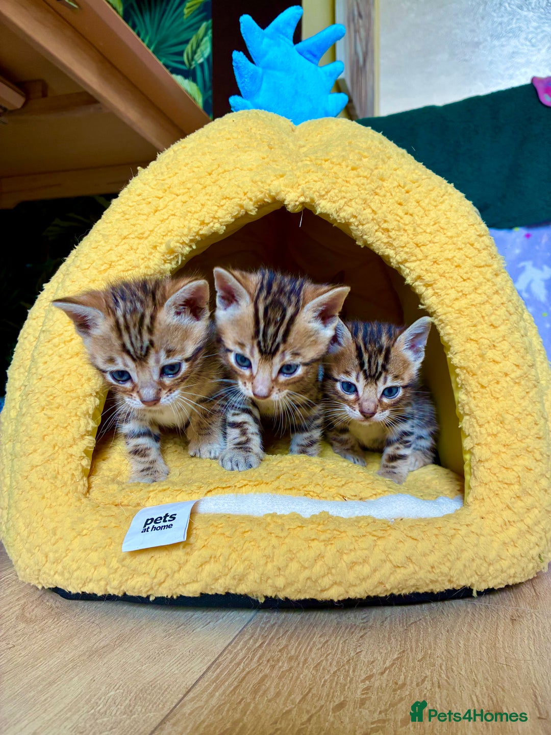 Bengal cats for sale: Beautiful Bengal Kittens  - Image 1