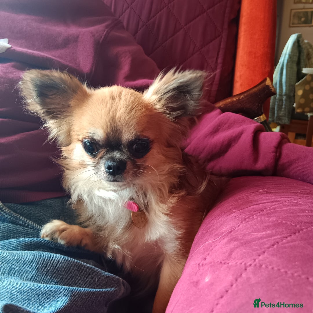 Chihuahua dogs for sale: Gorgeous Puppy chihuahua for sale - Image 6