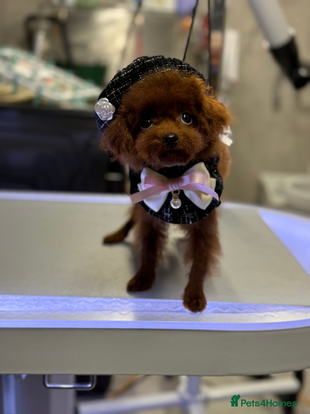 Toy Poodle dogs for sale: Asian teddy face toy poodles boys - Image 14