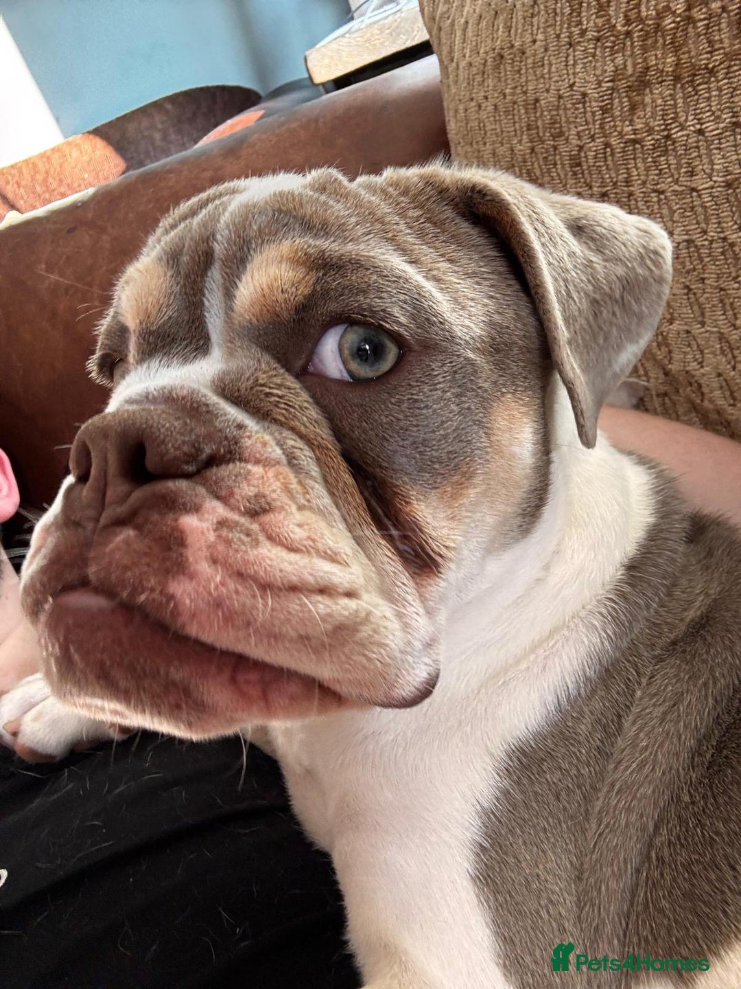 Old Tyme Bulldog dogs for sale: Female Old Tyme Bulldog - Advert 4