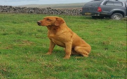 Labrador Retriever dogs for sale: Beautiful Labrador puppies for forever homes  - Image 10