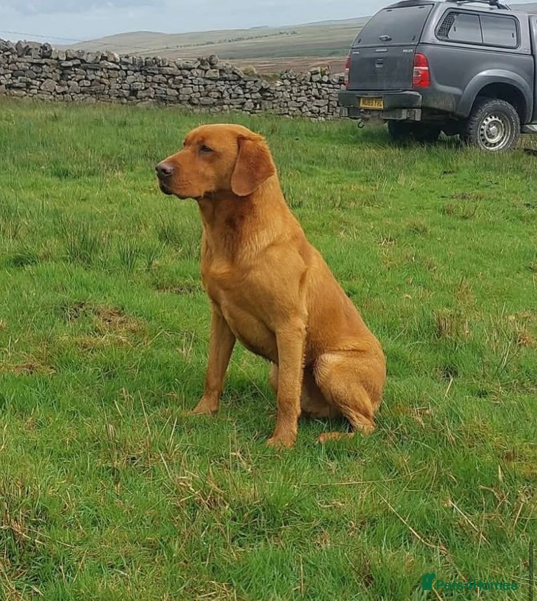 Labrador Retriever dogs for sale: Beautiful Labrador puppies for forever homes  - Image 10