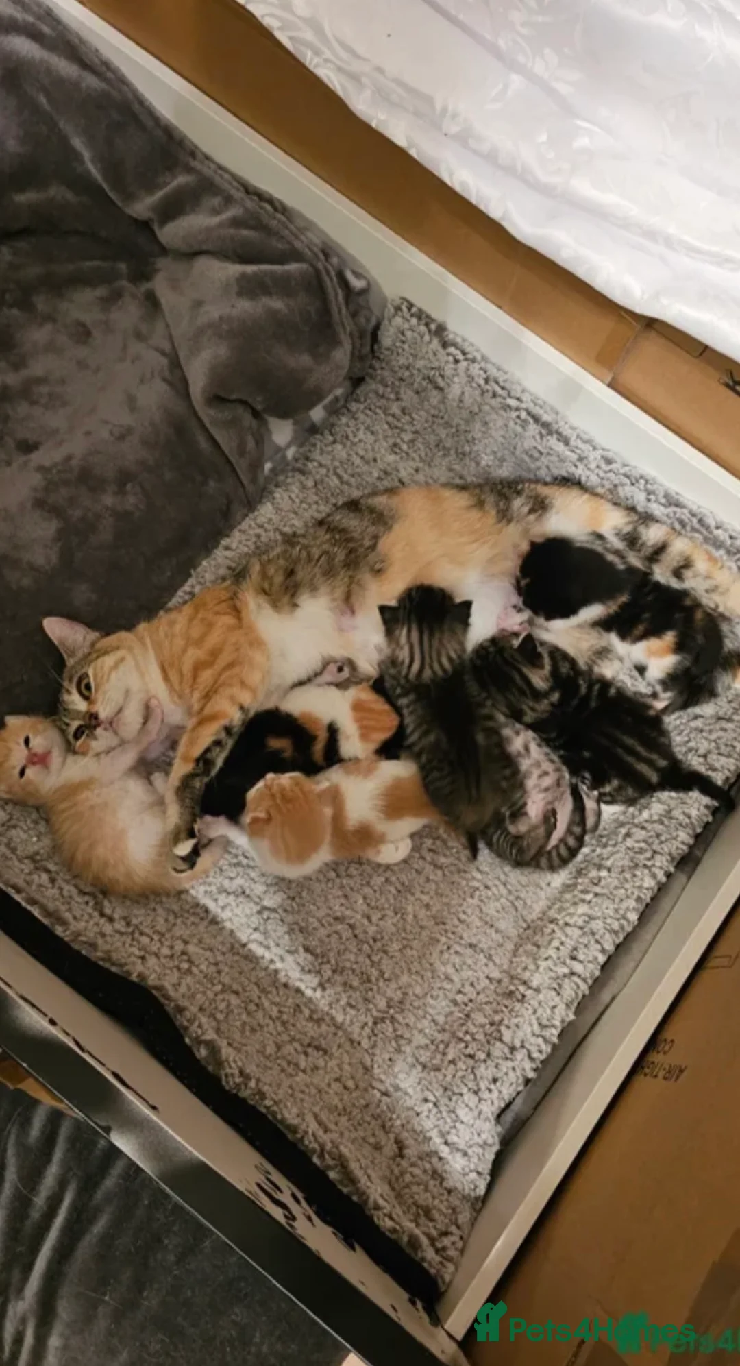 Mixed Breed cats for sale: Cute kitten, half breed - Advert 7