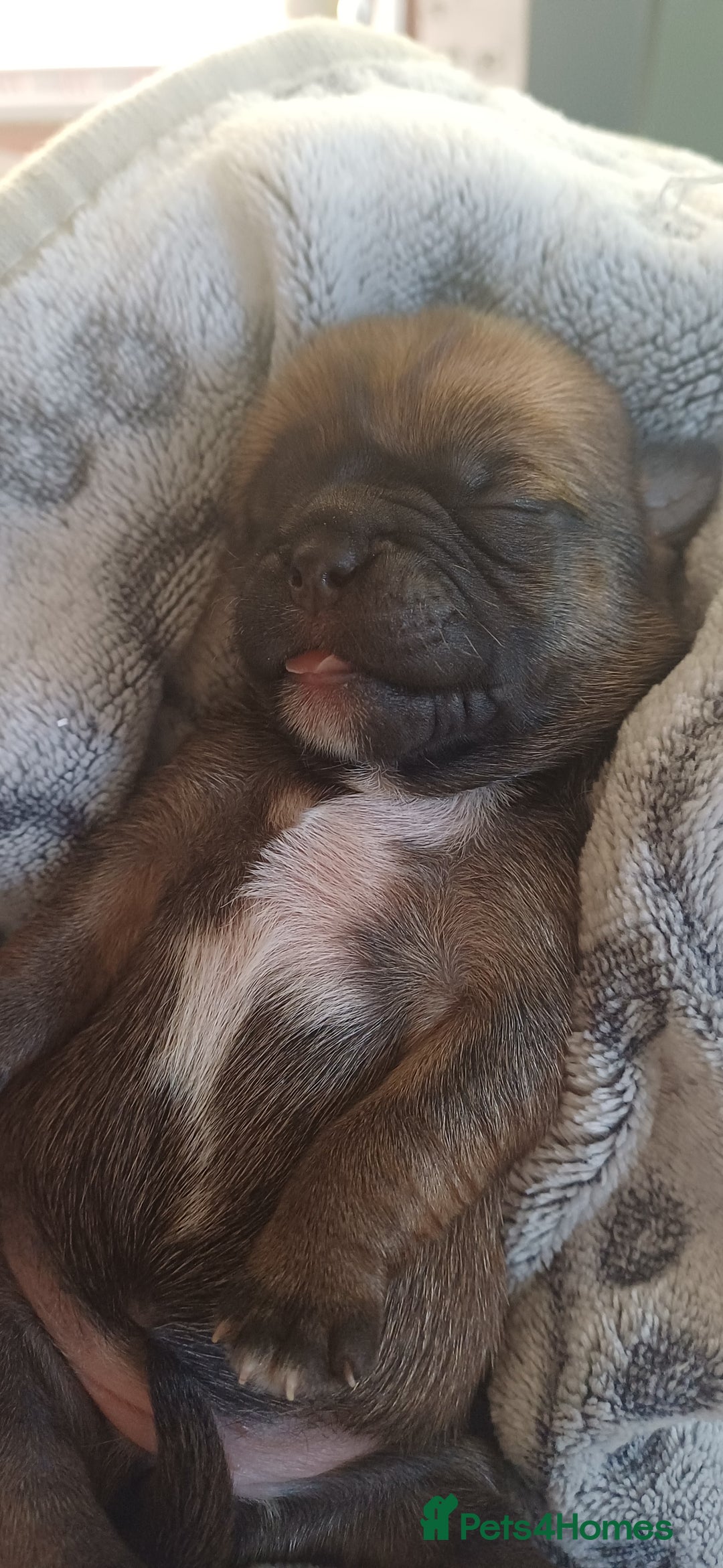 Shih Tzu dogs for sale: Beautiful colours Shihtzu puppies - Image 16