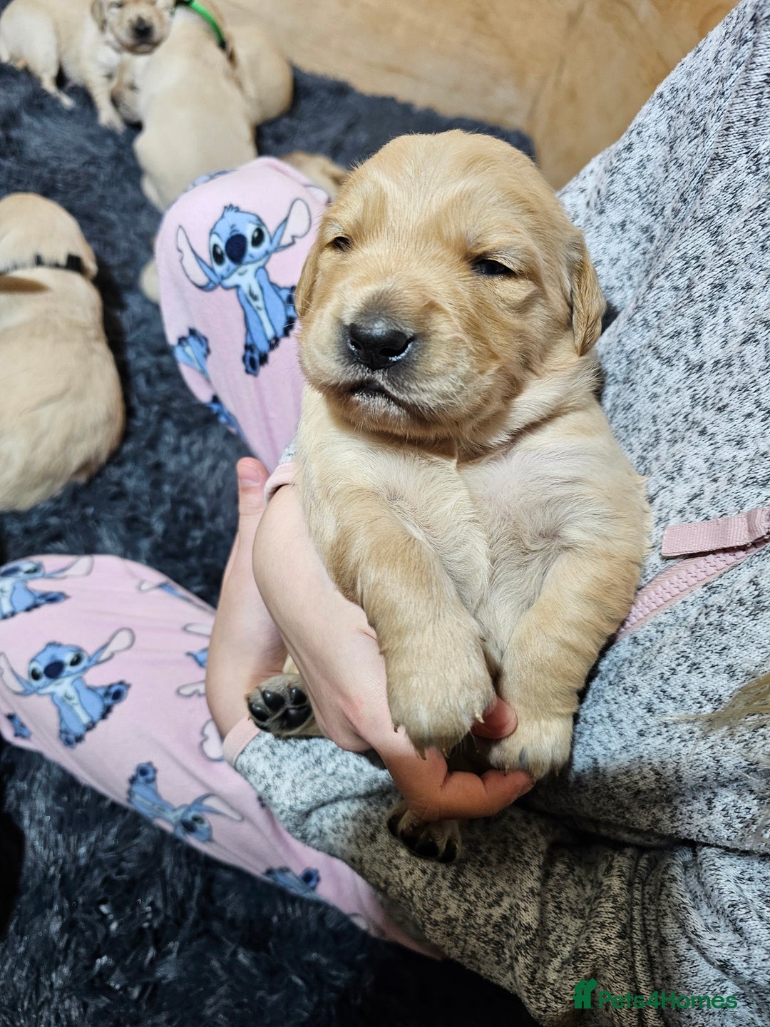 Golden Retriever dogs for sale: Golden retriever puppy for sale in Harrow  London - Advert 19