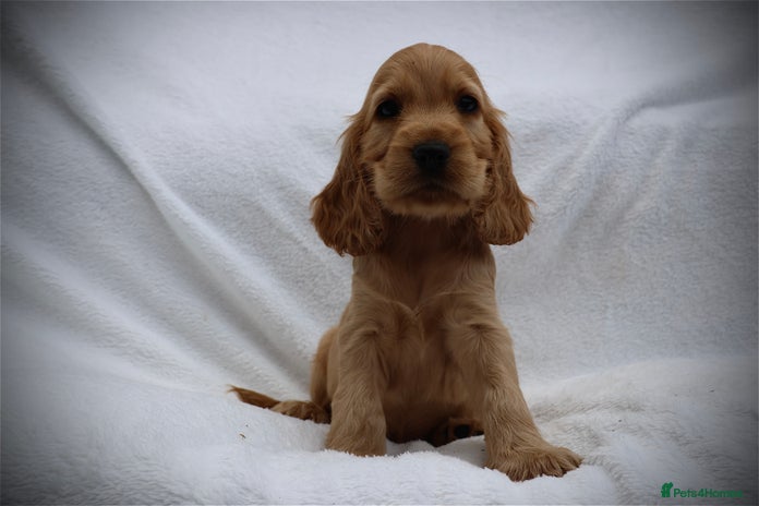 Cocker Spaniel dogs - Advert 12