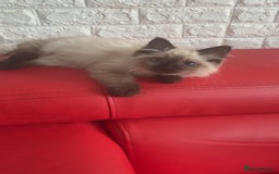Ragdoll cats for sale: Ragdoll kitten - Image 4