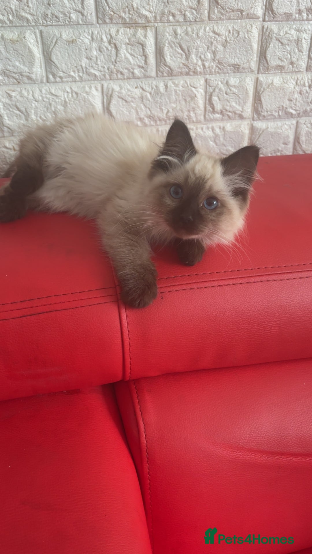 Ragdoll cats for sale: Ragdoll kitten - Image 4