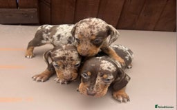 Dachshund dogs for sale: 6 beautiful dachshund puppies!!! - Image 2