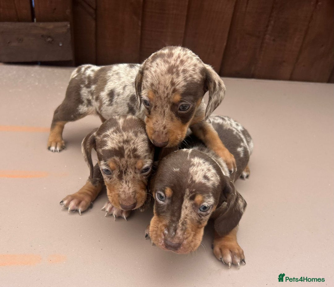 Dachshund dogs for sale: 6 beautiful dachshund puppies!!! - Image 2