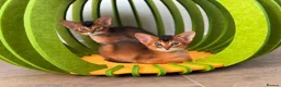 Abyssinian cats for sale: LAST TWO ABYSSINIAN MALE - Advert 14