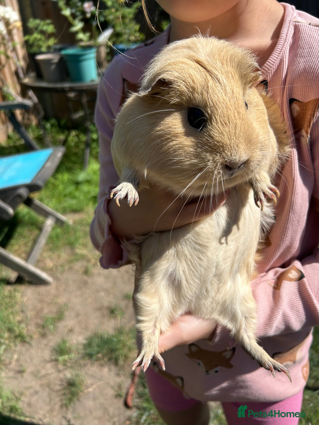 Guinea Pig rodents for sale: Two sister guinea pigs  - Image 3