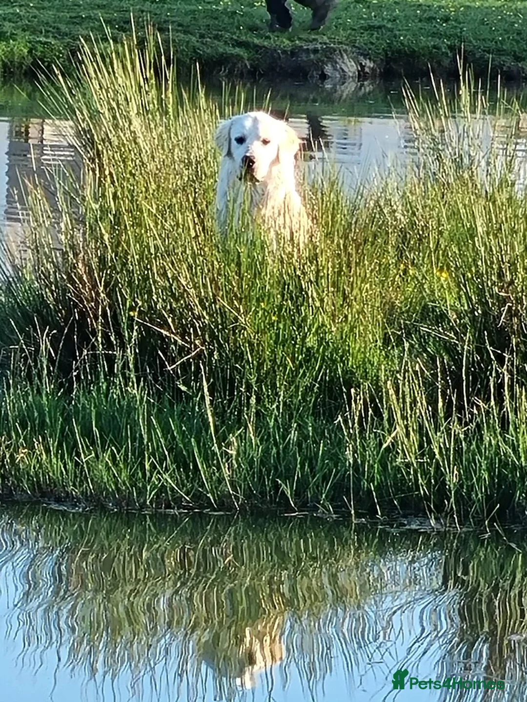 Golden Retriever dogs for sale: KC GOLDEN RETRIEVER PUPPIES HEALTH SCORED PARENTS  - Advert 6