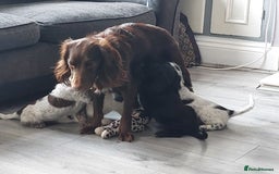 Cocker Spaniel dogs for sale: Working type cocker spaniels - Image 1