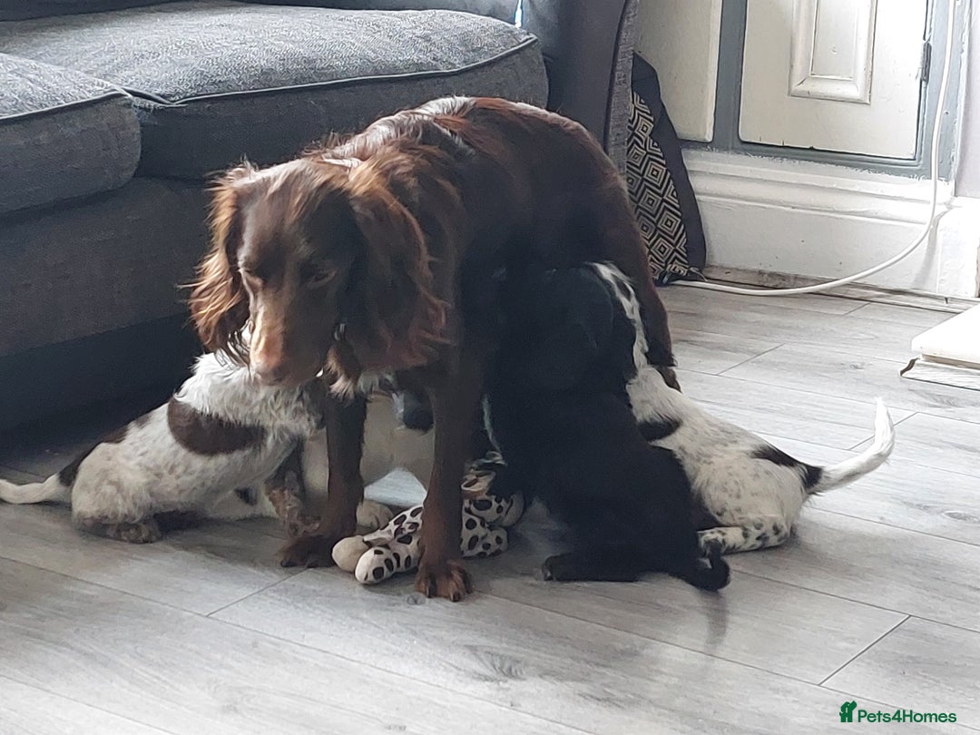 Cocker Spaniel dogs for sale: Working type cocker spaniels - Image 1