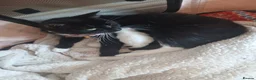 Mixed Breed cats for sale: Beautifull litter  - Advert 5
