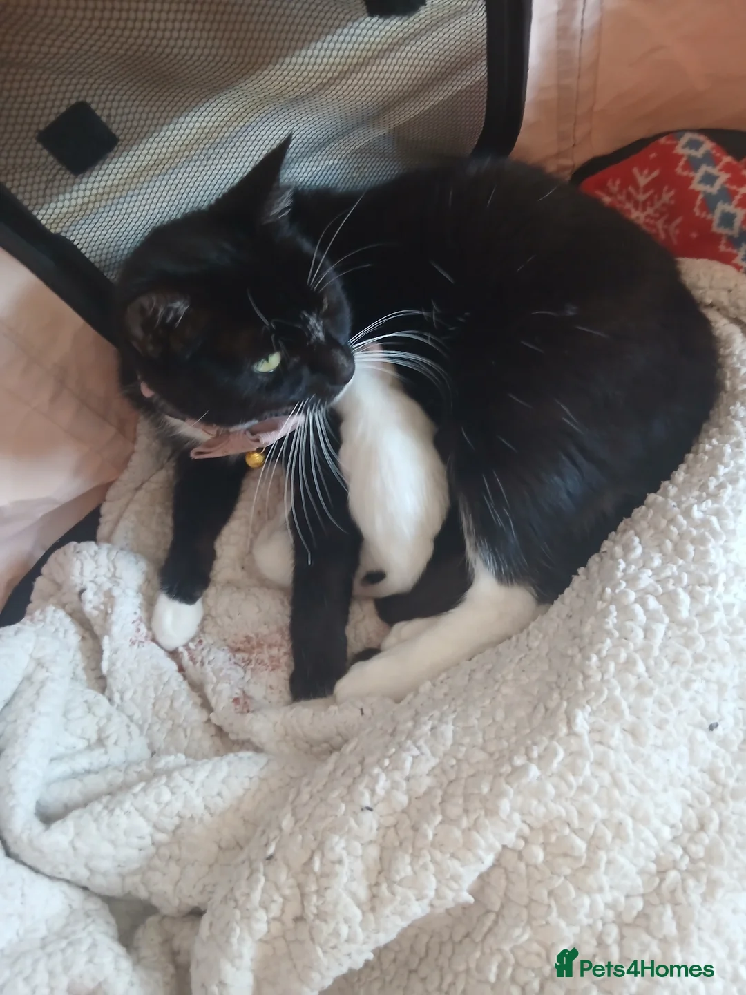 Mixed Breed cats for sale: Beautifull litter  - Advert 5