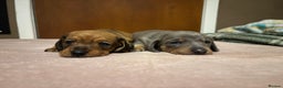 Miniature Dachshund dogs for sale: Miniature dachshund (1 girl left) - Advert 5