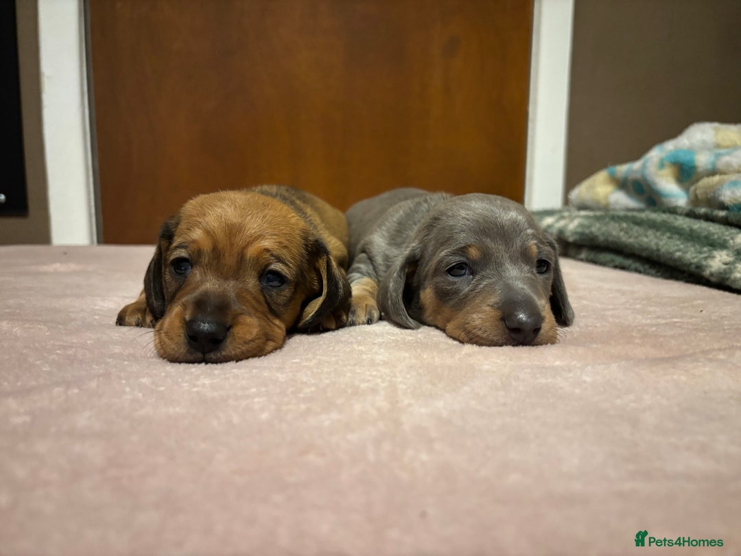 Miniature Dachshund dogs for sale: Miniature dachshund (1 girl left) - Advert 5
