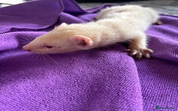 Ferret rodents for sale: Albino ferrets  - Image 6