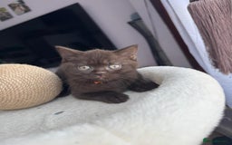 British Shorthair cats for sale: 💙 2 handsome  GCCF British Sorthair 💙 - Image 12