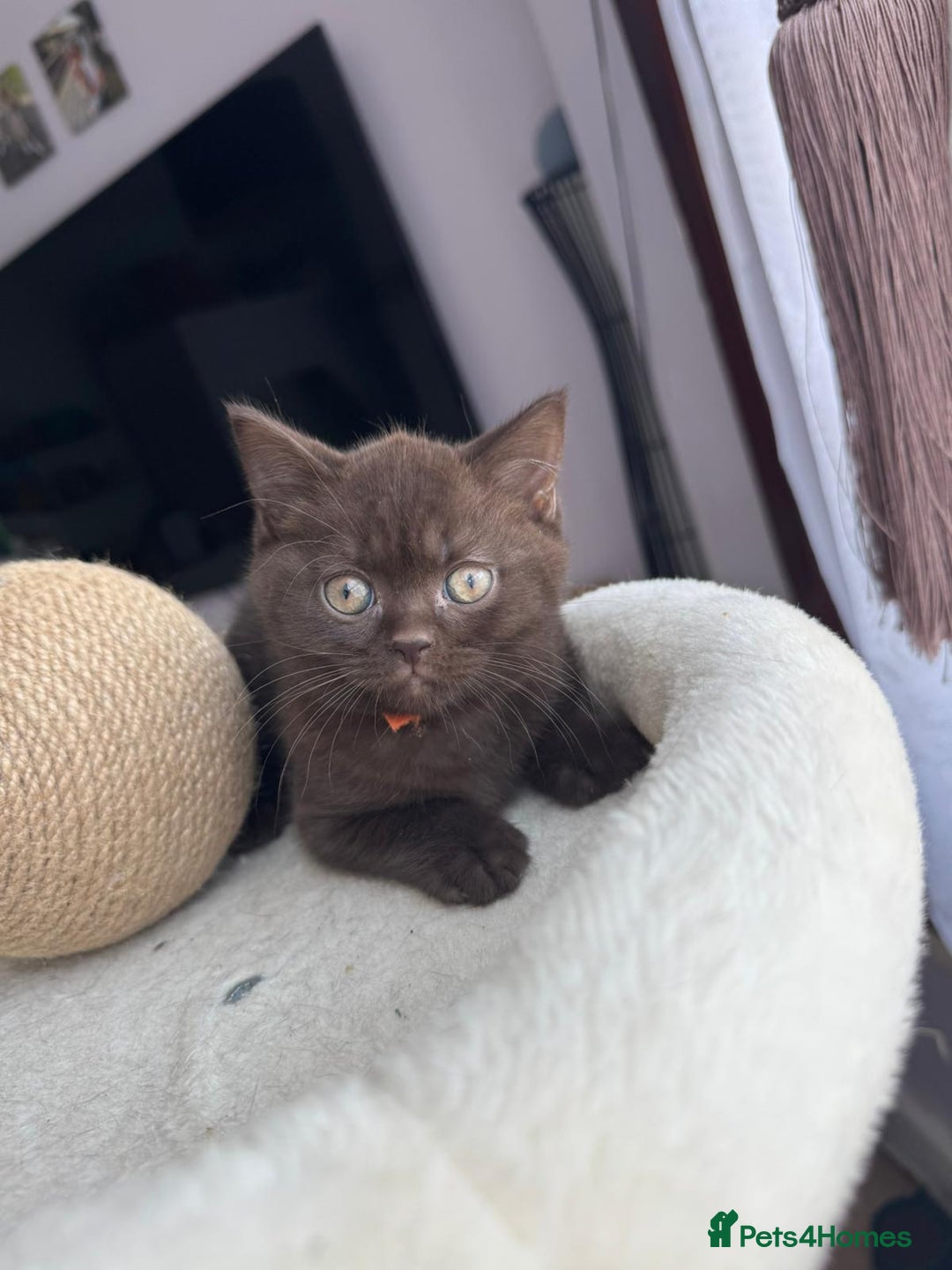 British Shorthair cats for sale: 💙 2 handsome  GCCF British Sorthair 💙 - Image 12