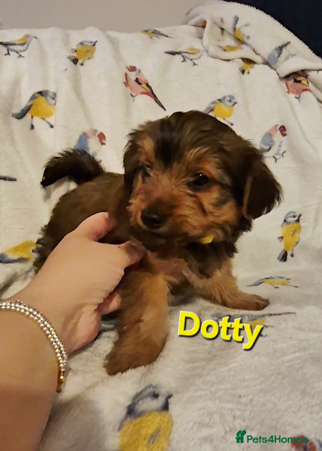 Yorkshire Terrier dogs for sale: 6 GORGEOUS YORKIE PUPS. 1 REMAINING - Advert 13